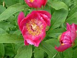 Paeony 2